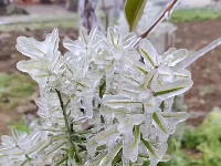 三月飞雪遇春花，房县雪景美如画......