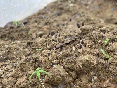 房县白鹤镇强化措施积极应对“倒春寒”