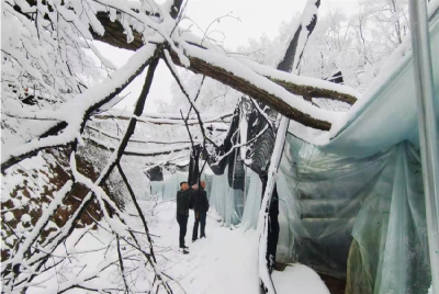 野人谷进行冰冻灾后电力恢复工作