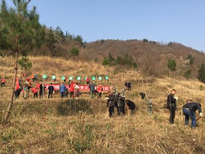 土城镇：先人留下浓荫树  后辈儿孙好乘凉