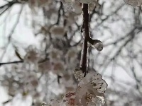 三月飞雪遇春花，房县雪景美如画......