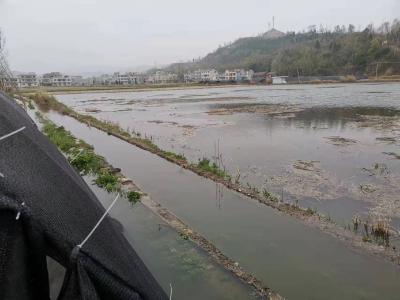 房县：羊肚菌种植户积极排水抗涝自救