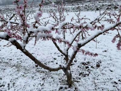 化龙堰镇“三强化”应对低温雨雪天气