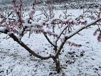 三月飞雪遇春花，房县雪景美如画......
