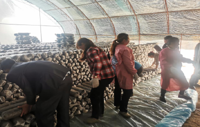 房县供销社驻村工作队 紧抓产业发展  促进增产增收