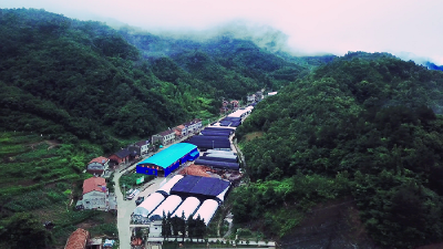 沙河乡以食用菌为主导产业，带动群众增收致富