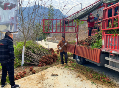 城关镇：推进绿化美化 助力乡村振兴