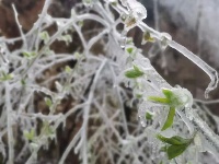 三月飞雪遇春花，房县雪景美如画......