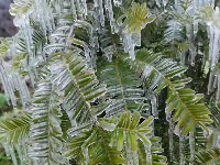 三月飞雪遇春花，房县雪景美如画......