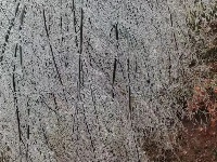 三月飞雪遇春花，房县雪景美如画......