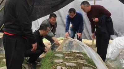 多措施应对高温天气 倾心服务为“菇农”