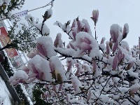 三月飞雪遇春花，房县雪景美如画......