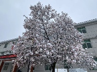 三月飞雪遇春花，房县雪景美如画......