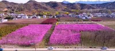 双柏村：紫荆花开春意浓