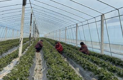 化龙堰镇：小蔬菜鼓起百姓“钱袋子”