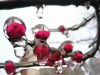 三月飞雪遇春花，房县雪景美如画......