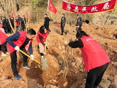 县民政局积极开展义务植树活动