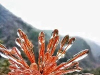 三月飞雪遇春花，房县雪景美如画......