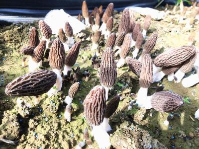 房县积极探索羊肚菌种植新模式