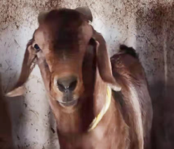 古稀老人当羊倌 山羊圈养收益好