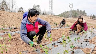 房县：补种茶苗忙