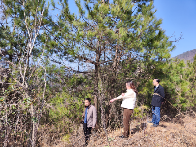 房县：播撒“千顷绿” 守护“万年青”
