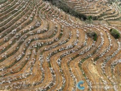房县：荒山变“金山”