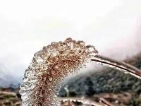 三月飞雪遇春花，房县雪景美如画......