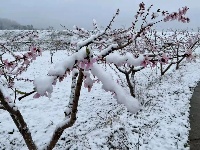 三月飞雪遇春花，房县雪景美如画......