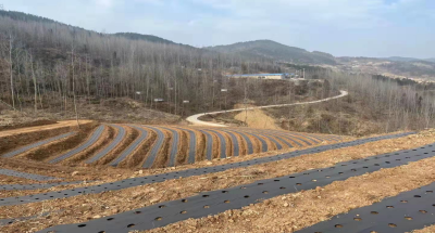 青峰镇：久久为功抓产业，勇做振兴“先行者”