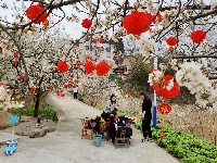 房县万亩樱花春意浓