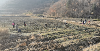 窑淮镇：茶园春季管护如火如荼