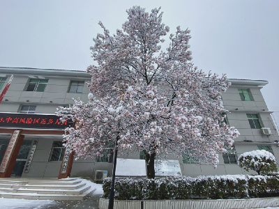 沙河乡“倒春寒”吹来“桃花雪”