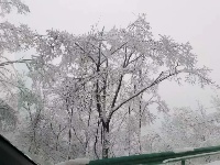 三月飞雪遇春花，房县雪景美如画......