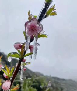 三月飞雪遇春花，房县雪景美如画......