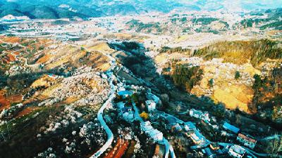 房县万亩樱桃花开春意浓