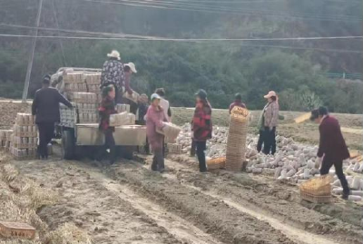 土城镇：产业升温猛发酵 乡村振兴后劲足