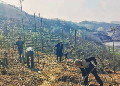 青峰镇：发展“一村一品”，助力乡村振兴