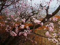 桃花开