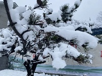 三月飞雪遇春花，房县雪景美如画......