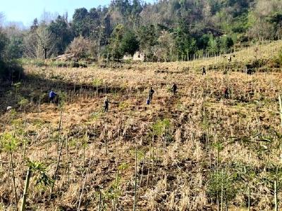 中坝乡:大力发展雷竹产业，全面带动乡村经济