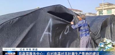 县蔬菜服务中心：应对高温对羊肚菌生产影响的建议