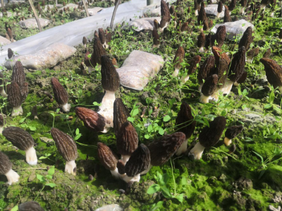 【记者走基层】春天里的“第一桶金” 红塔镇五将村羊肚菌迎丰收