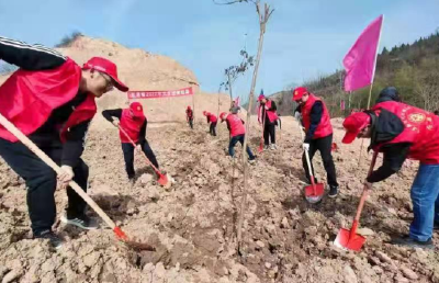 红塔镇：全员齐上阵绿满山林间