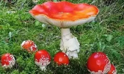 @房县人注意！有毒！有毒！有毒！