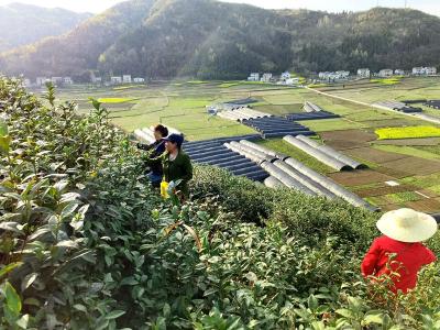 房县门古寺镇：人勤春来早，茶园开园香