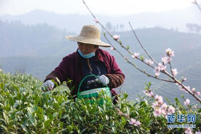河南光山: 春暖花开采茶忙