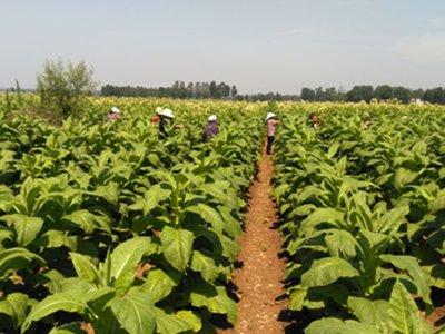 土城烟叶站：从春播开始  种下烟农一年好光景