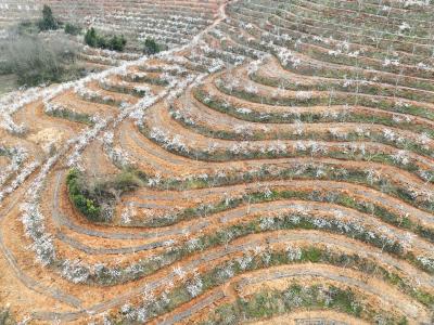 房县：荒山穿“花衣”