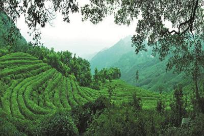 青峰镇多措并举持续优化营商环境